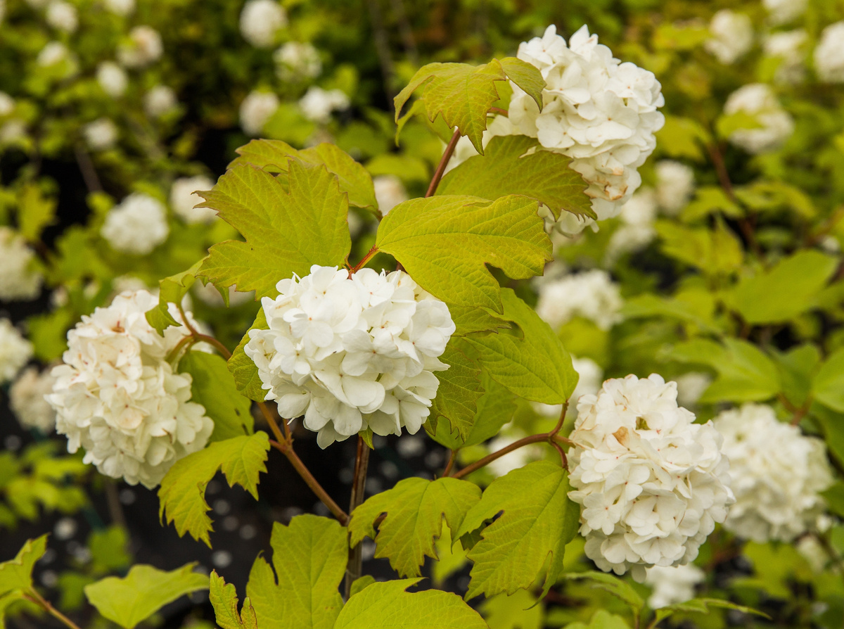 Калина обыкновенная "Розеум" 
Viburnum opulus 'Roseum'