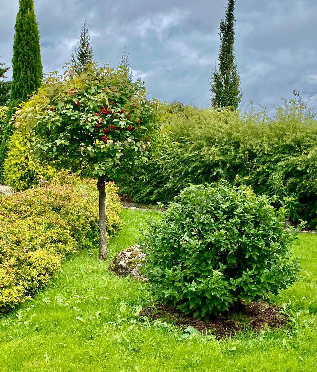 Калина обыкновенная "Компактум" 
Viburnum opulus 'Compactum'