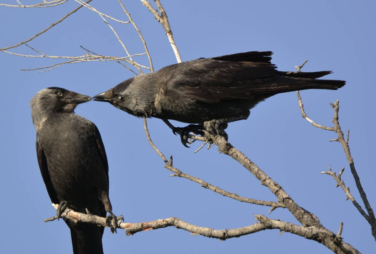 Главное — найти человека, который будет смотреть на тебя так же, как эта галка на свою вторую половинку. 