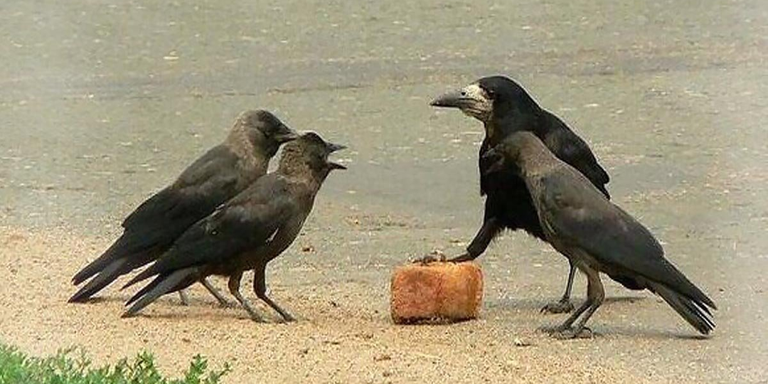 Галка: Бандит даже по меркам врановых. Жизнь этих птиц – сплошная «уголовщина»
