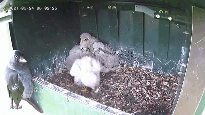 Вот так легко семья пустельги лишилась одного птенца. 