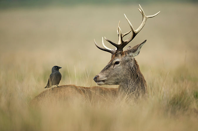 Мне показалось, или ты быканул? Мне что, пацанов позвать? 