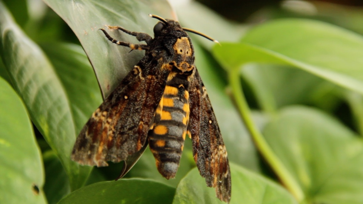 Бражник Мёртвая голова в Парке бабочек Paradise