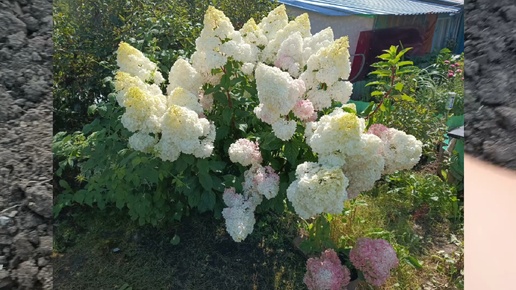 Новая клумба с гортензиями🌺 перевалка из горшков.