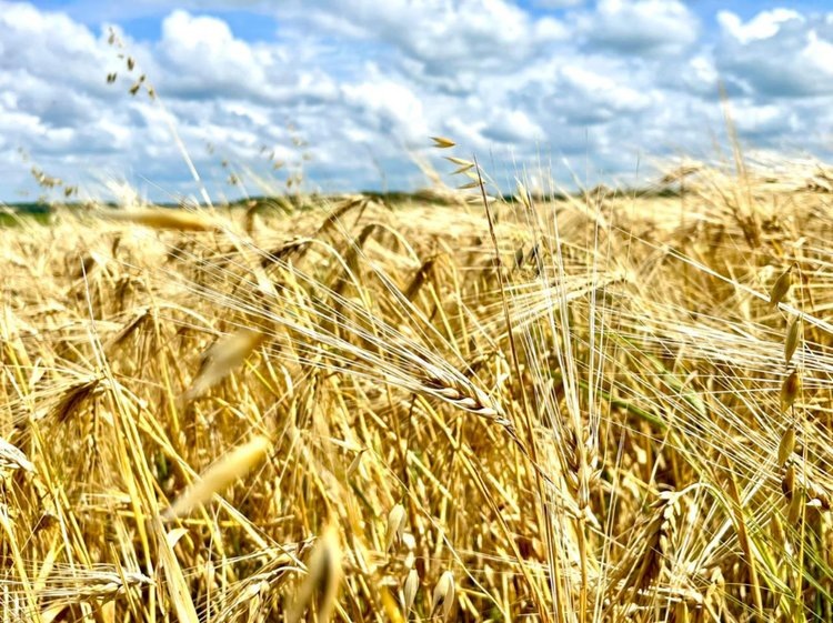    2,8 млн тонн пшеницы в закромах Тамбовщины к 26 августа