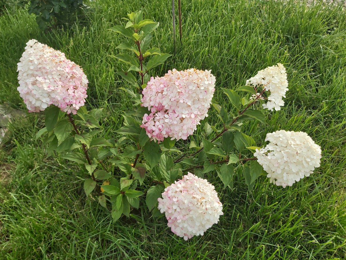 Красота в ленту с моего участка😍