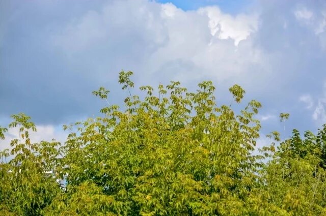    Какая погода будет в последнюю неделю августа в Тульской области?