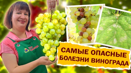 Болезни винограда. Как бороться с ними?