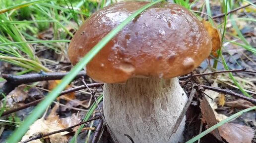 Так выглядит осень 🍄🍁🍂🌦️