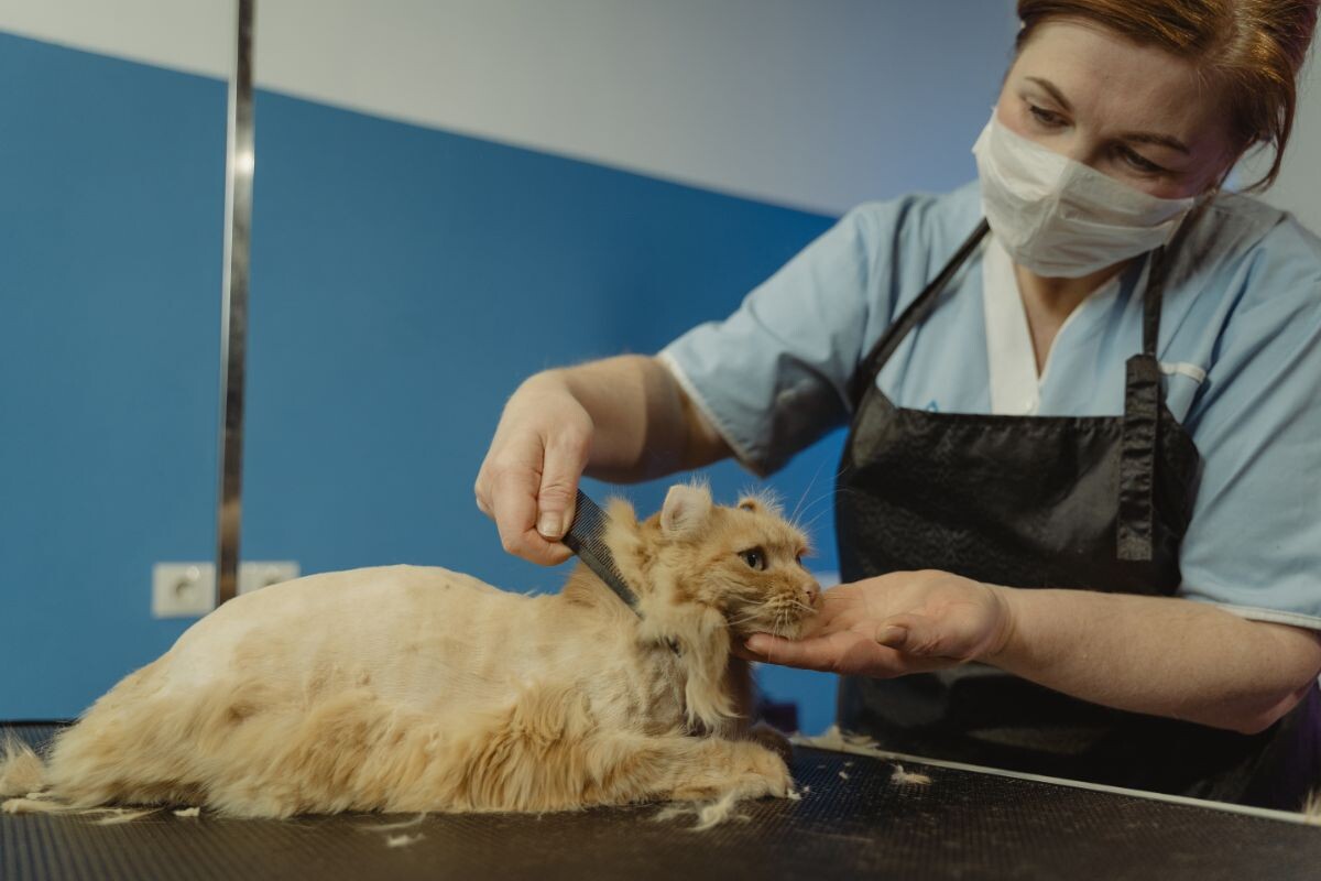 Кот у грумера 