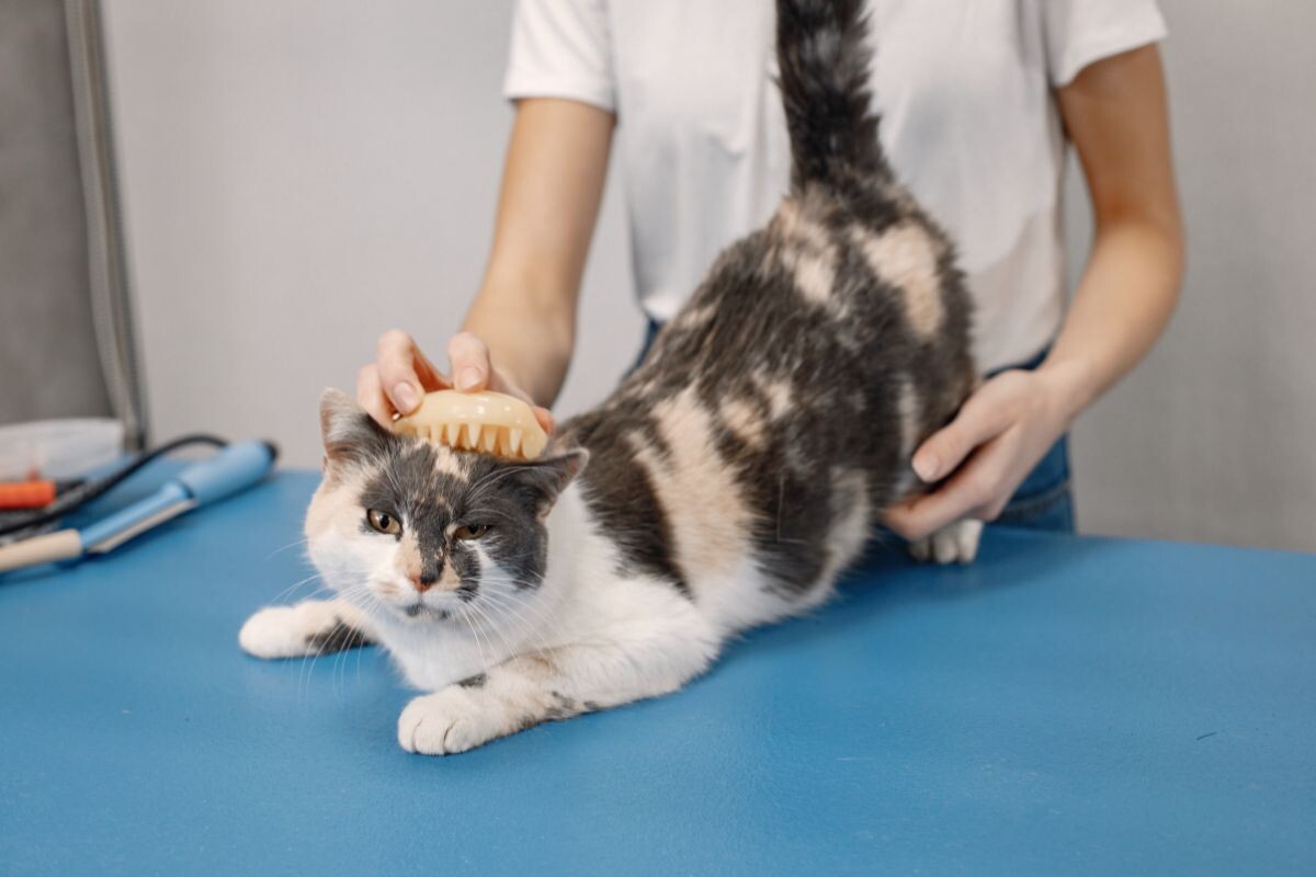 Профессиональный уход за кошкой 