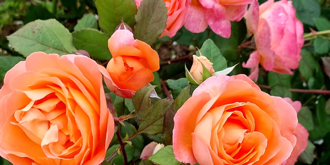 Не надо путать ЛМР на розе с молодым побегом красного цвета