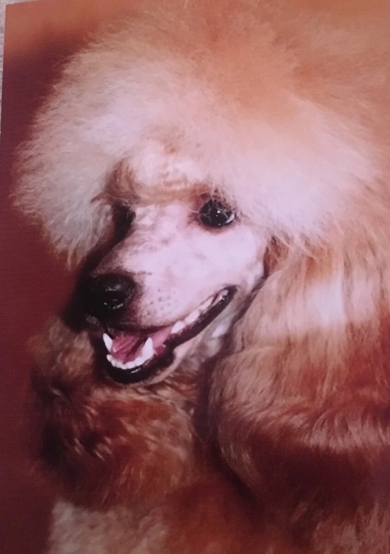 Папа: Салина Вэстэн Триумф ( Пиксель.)
Здесь и далее для этой публикации использованы фотографии из личного архива автора.