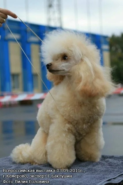 Мама: Фарфоровая куколка ( Фифа )