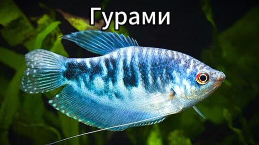 Гурами