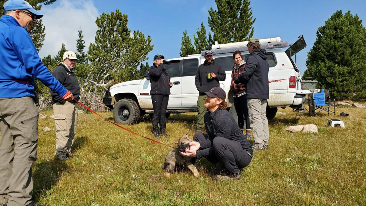 Как найти кинолога с собакой