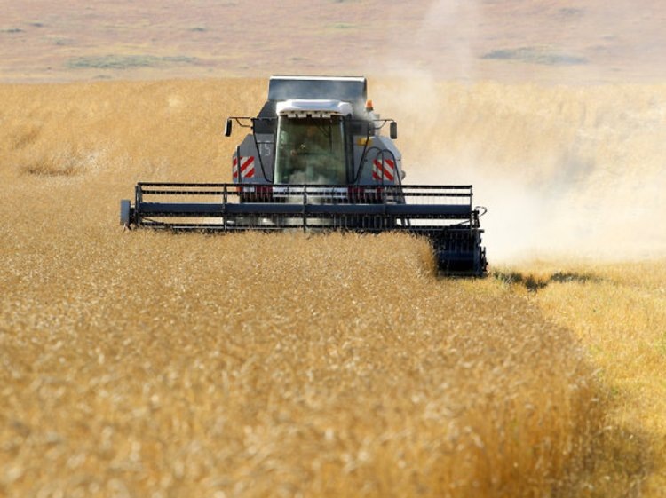    ​В 5 районах Забайкалья стартовала уборочная зерновых культур