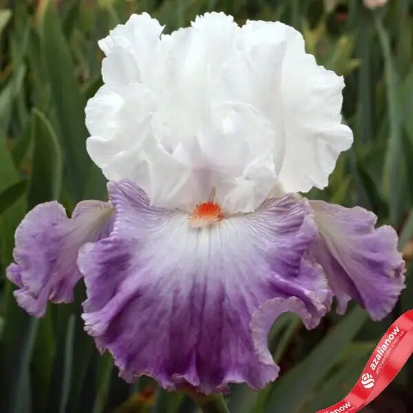 Ирис бородатый Линда Нельсон от AzaliaNow Мария Тетерятникова  📷
