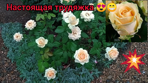 💥Роза для переднего плана😍💥В постэльных тонах💕🥰🥰🥰