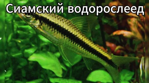 Сиамский водорослеед