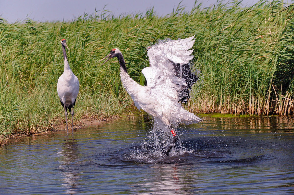 Фото: treellercoaster/Pixabay.com