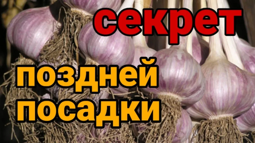 Чеснок под зиму. Расскажу все секреты, как и когда сажать чеснок для богатого