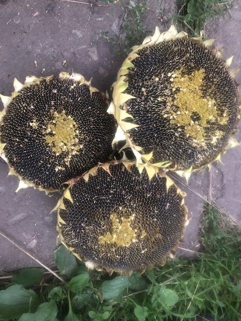 Для кур