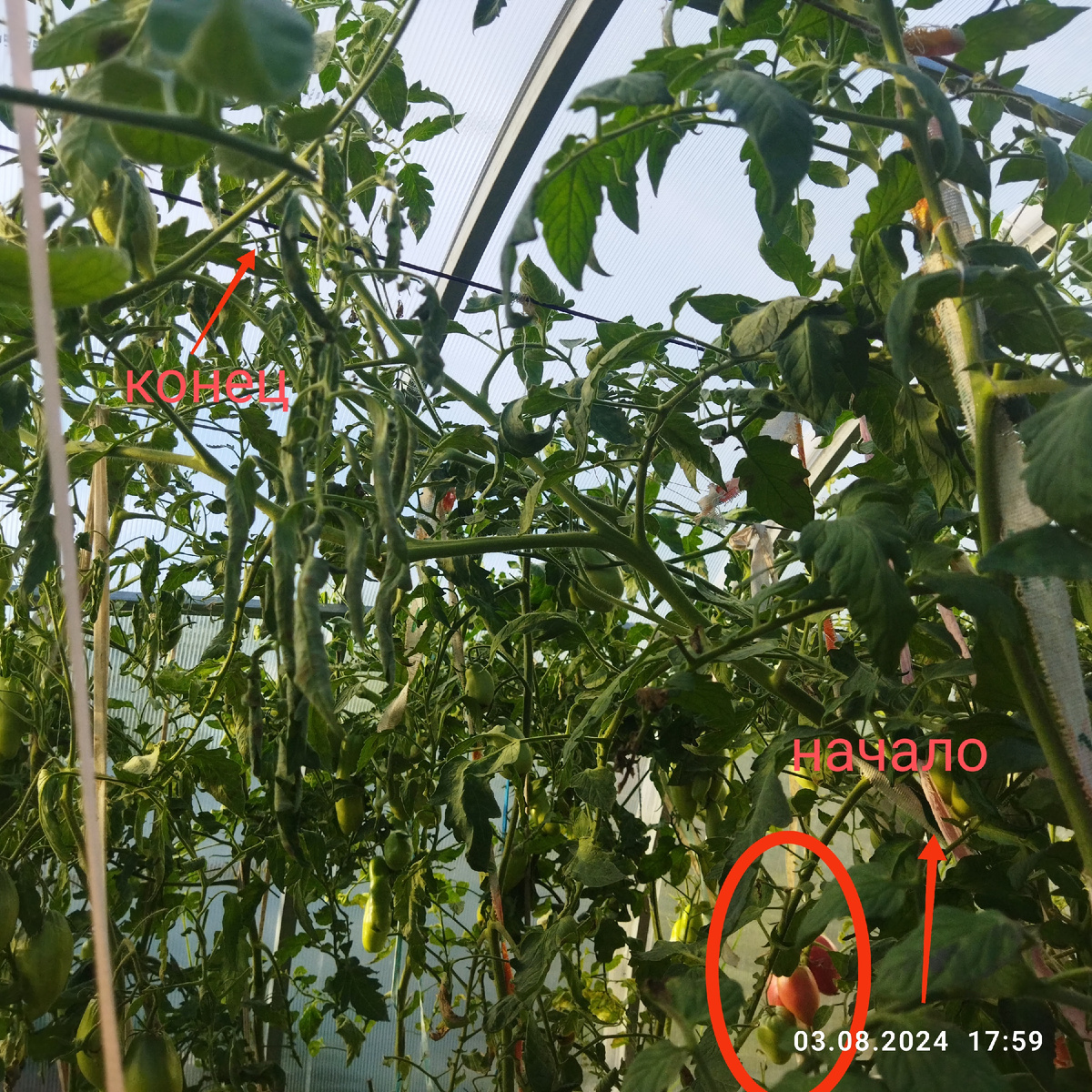Верхний ярус кустов, почти под потолком