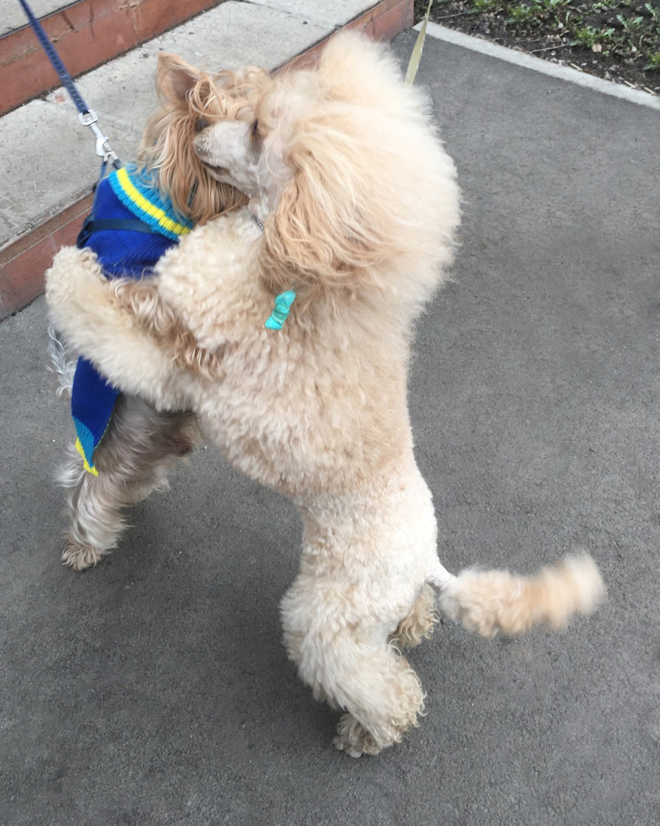 Фото из личного архива автора. На фото тот самый трогательный момент встречи Зары и Тимы и так каждую их совместную прогулку, вот такая у них ЛЮБОВЬ, но конечно, у Зары и Тимы только дружеские отношения и ничего более