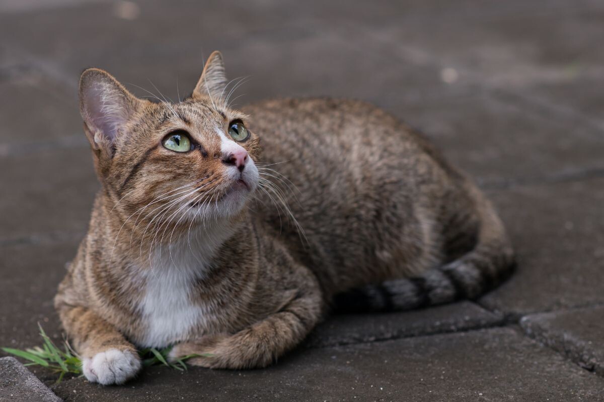 Можно ли брать уличную кошку домой