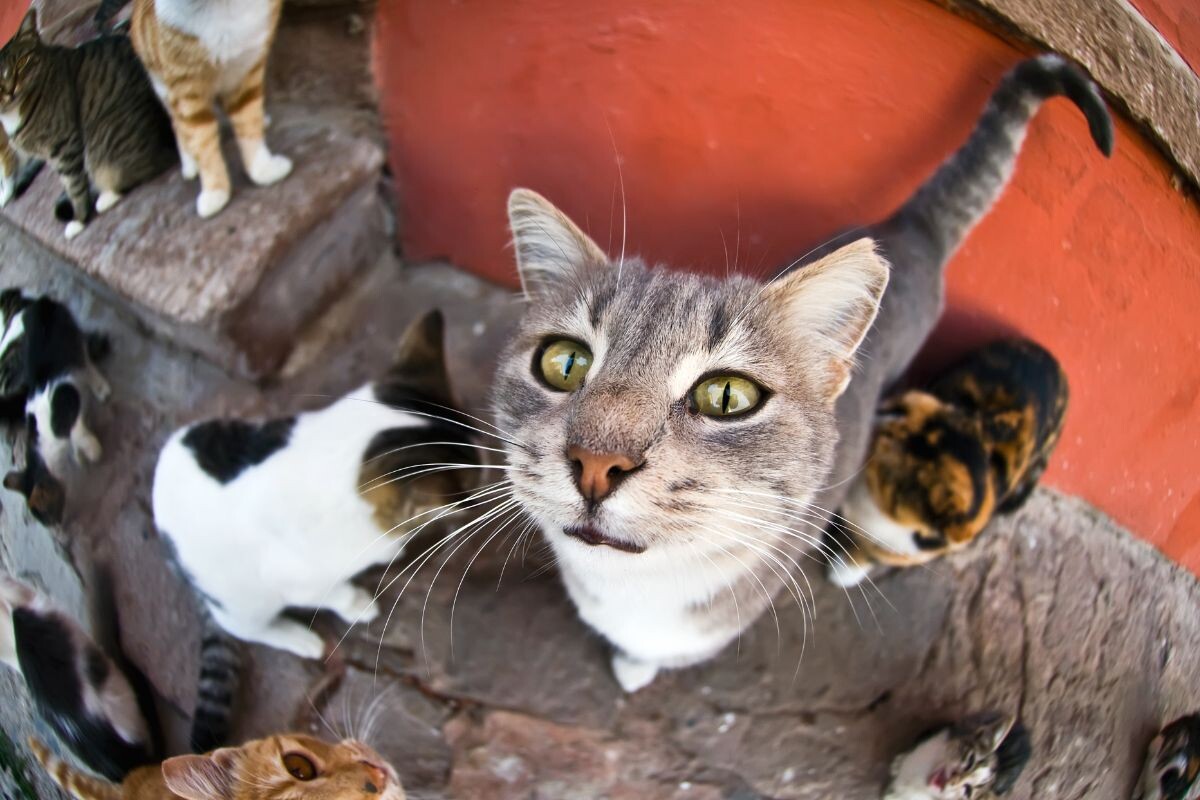 Уличные кошки 