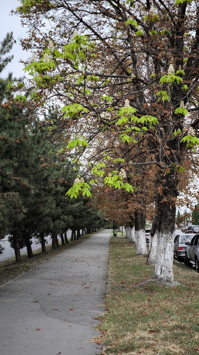 Фото сделано возле Стеллы Фатима на улице Иристонской. 