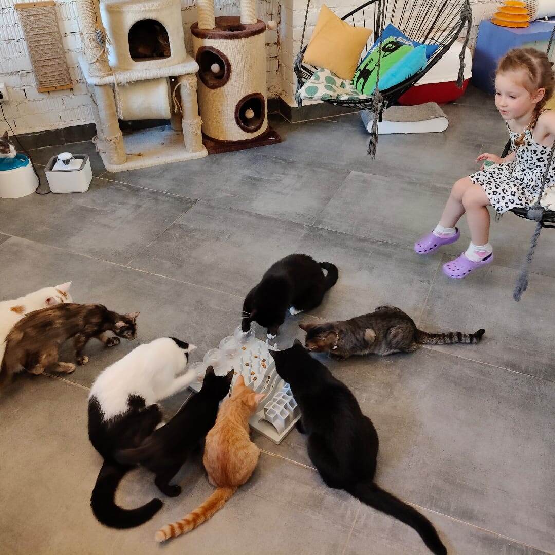 внутри "Котобюро"