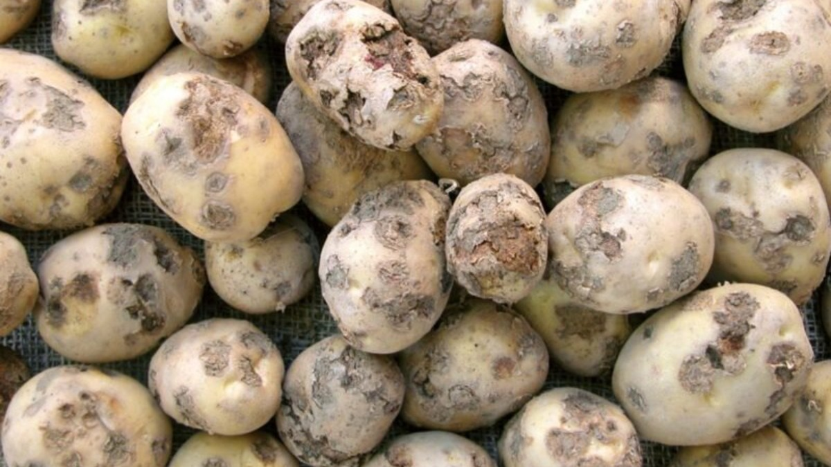 Фото: пресс-служба Россельхозцентра по Ставропольскому краю