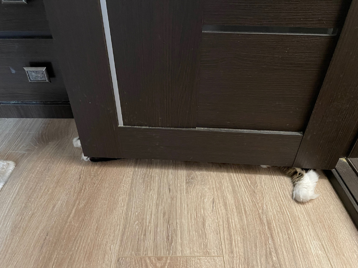 Стыдно, спрятался