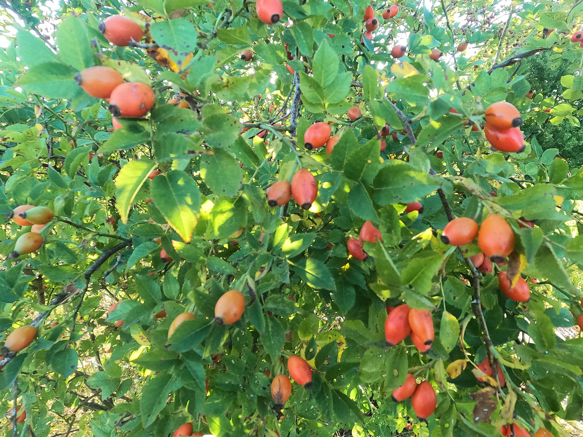 Кратковременное культурное задернение плодового сада
