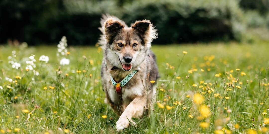 Помогаем бездомным хвостикам и учимся путешествовать с питомцем