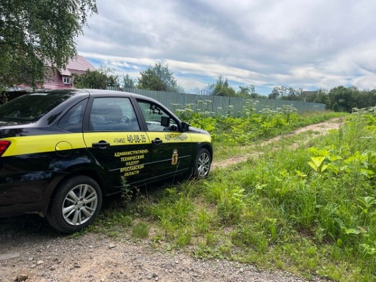    В Ярославской области собственникам выписали «борщевичных штрафов» на сумму свыше 5 млн рублей