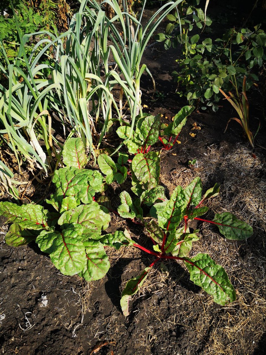 Вырос мангольд