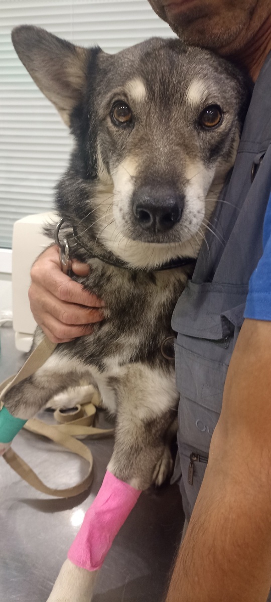 Вольф вечером вторника (20.08.24) на приеме у другого врача