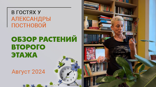 В гостях у Александры Постновой. Обзор растений второго этажа. Август 2024. Папоротники, фикусы и торжественные обещания пересадки растений