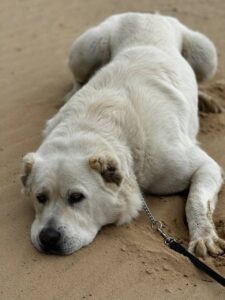 Фото: https://t.me/rustamminnikhanov