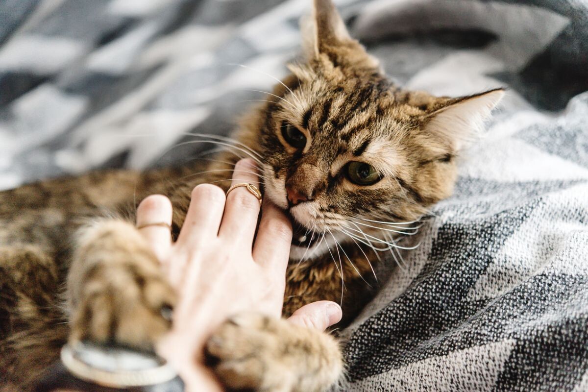 Кот покусывает руку хозяйки 