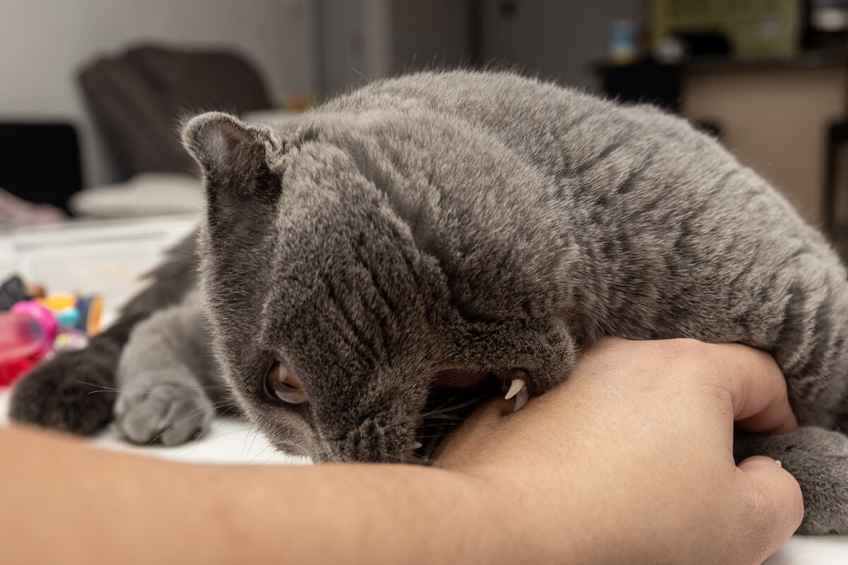 Что делать, если кот кусает руку