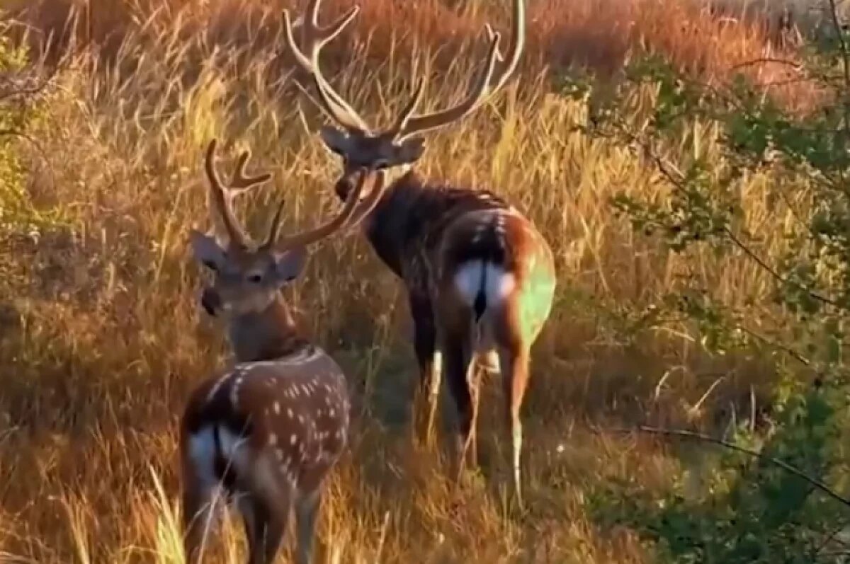    Забегами и заплывами оленей поделились волгоградцы в Telegram