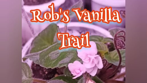 Фиалка сортовая Rob's Vanilla Trail