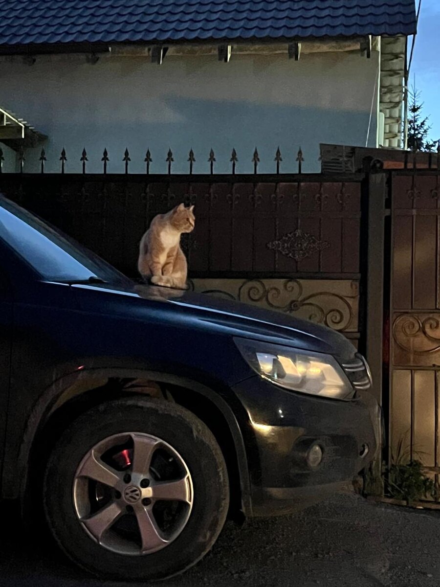                                                                                                           Фото Бобровкиной - Морковкиной.