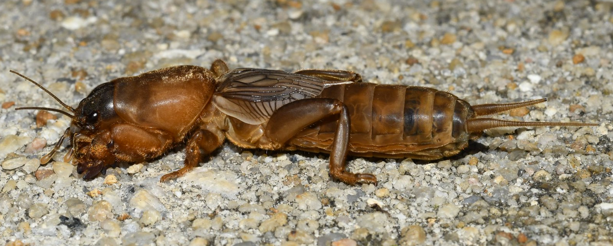 Фото: David Guzman | flickr