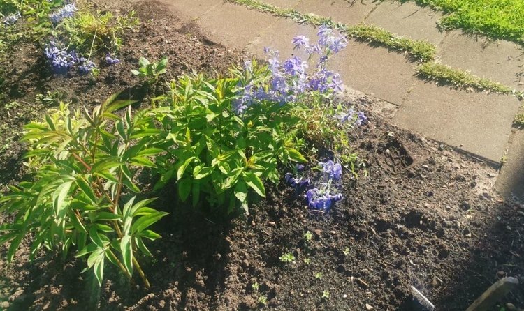    Как делить пионы в августе и осенью