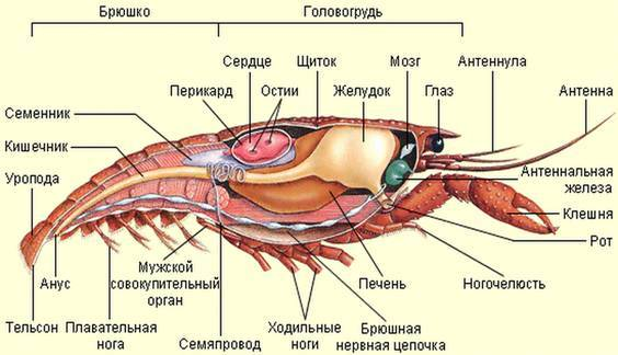 Тут наглядно видно сердечко креветки